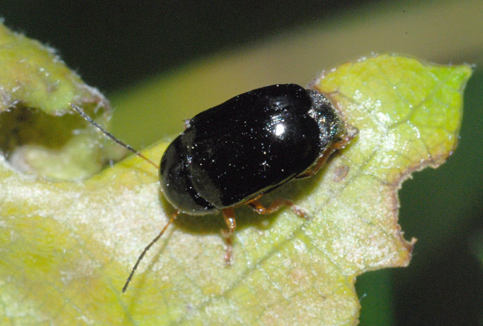 Cryptocephalus sp. color blu notte